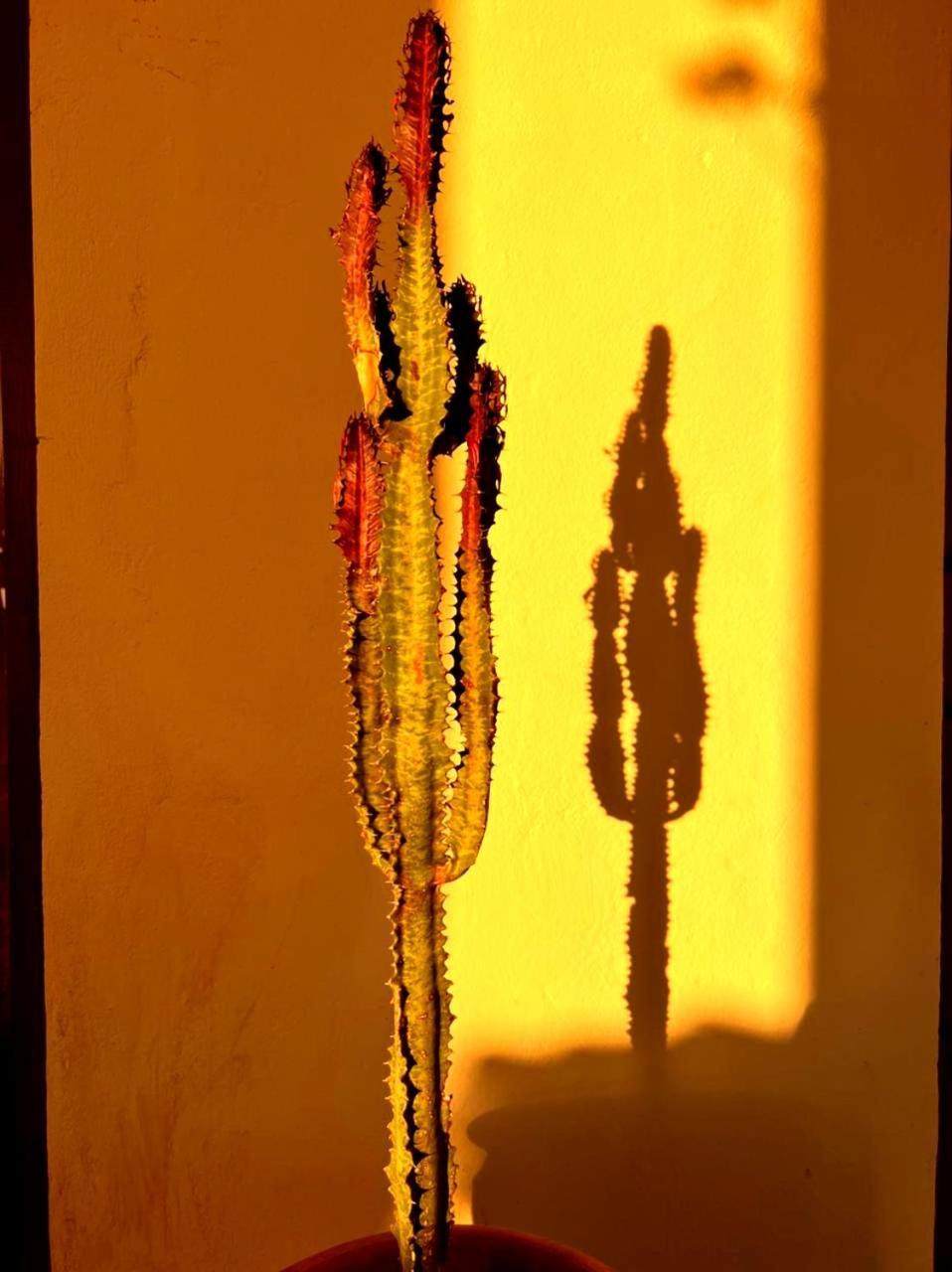 Terrasses vertes Essaouira Eksteriør bilde